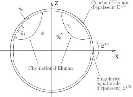 Figure 1.3 – Repr´ esentation sch´ ematique de l’´ ecoulement de spin-up d’un ﬂuide au sein d’une sph` ere