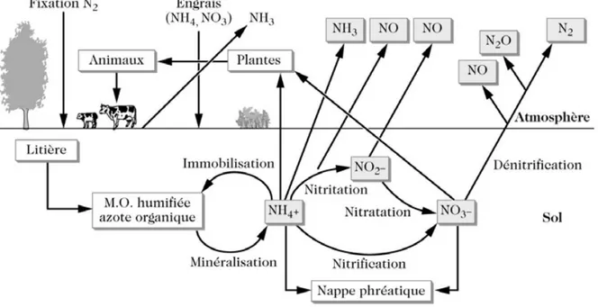 Figure  1.1 :  Cycle  de  l’azote  dans  le  sol  et  productions  gazeuses  associées  (Delmas  et  al.,  2005)