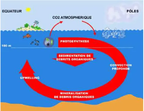 Figure 1 Cycle du C entre atmosphère et océan, via les deux « pompes » : physique et biologique (D’après 