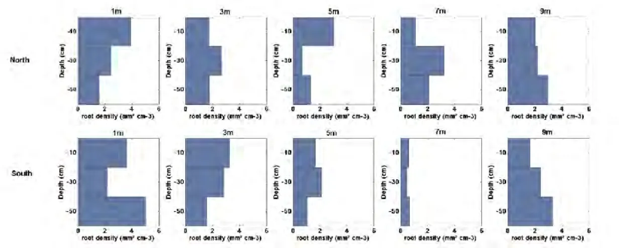 Figure III. 3: The root density profiles following two directions and at different distances from 