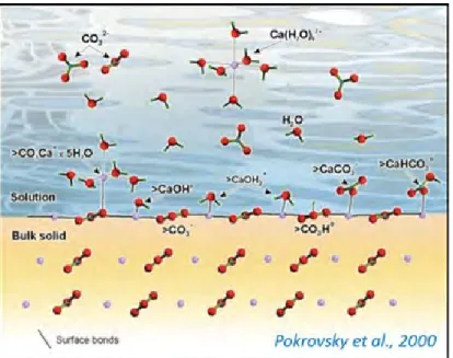 Figure 2. Speciation at the calcite-fluid interface. Figure taken  from Pokrovsky et al.(2000)