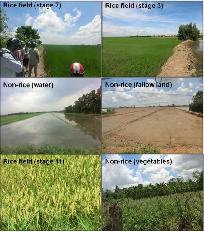 Figure 12. Example of the rice and non-rice sample photographs taken during the field trip  in the Mekong Delta, Vietnam