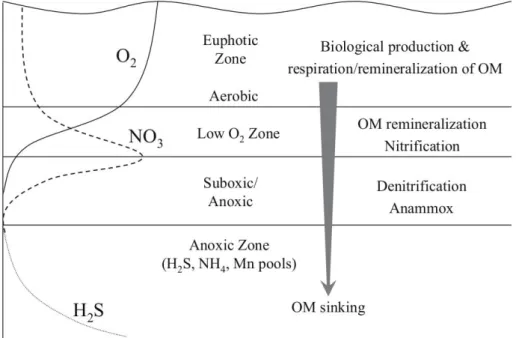 Figure 1.3. Schematic vertical profile of water column processes showing the well oxy- oxy-genated euphotic zone, oxycline/upper nutricline region, suboxic zone and anoxic layer