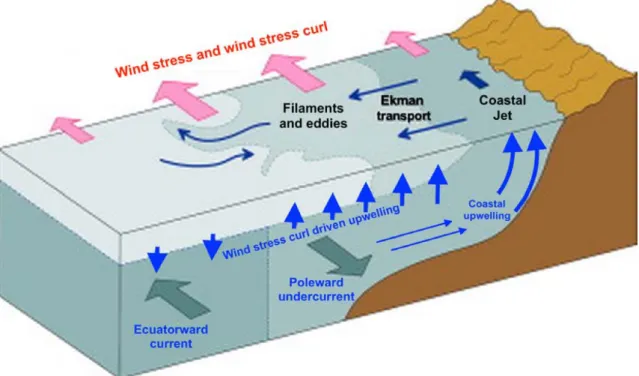 Figure 1.9. The general dynamic structure of the EBUS. Adapted from (Mohrholz et al., 2014).