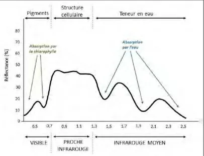 Figure 7 : Réflectance d’une feuille saine dans les longueurs d’ondes du visible, du proche infrarouge et du moyen  infrarouge