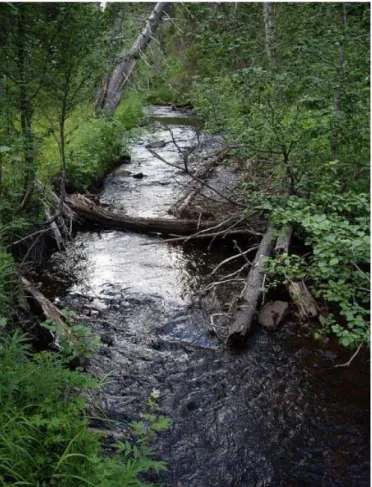 Fig. 1.2. La rivière Palojoki 