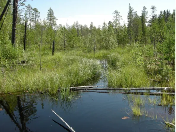 Fig. 1.5. Le marais dans le bassin versant du lac Tsipringa 