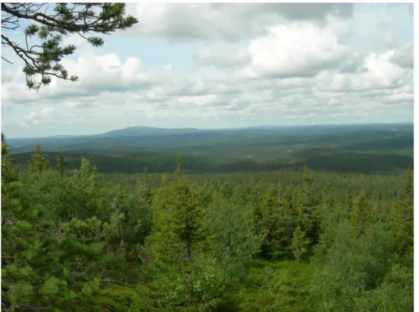 Fig. 1.6. Les forêts de conifères au nord de la Carélie 