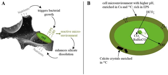 Figure 1-6.  Schematic sketch of possible mineral microbe interactions. A: Bacterial growth in close proximity to 