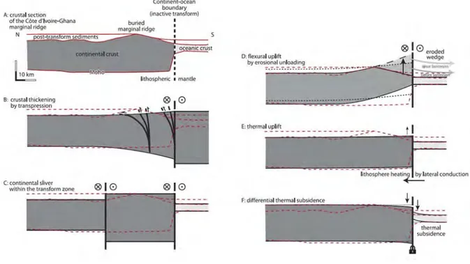 Figure 1-9 Different existing models for explaining the development of the marginal ridge and its associated vertical  displacements (Basile, 2015)