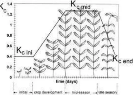 Figure II.2.5 : Coefficient cultural dans la phase de développement de la plante           (Source : Doorenbos et Pruitt, 1975 )