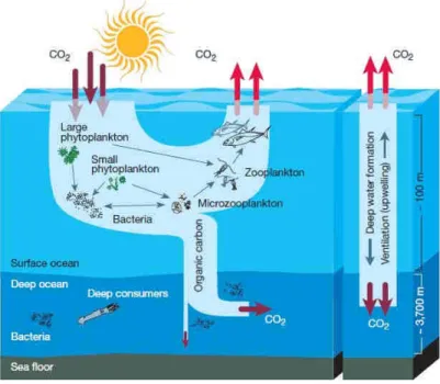 Figure  I-1.  Schéma  synthétique  des  échanges  de  CO 2   atmosphérique  avec  l’océan  via  la  pompe  physique  et  la 
