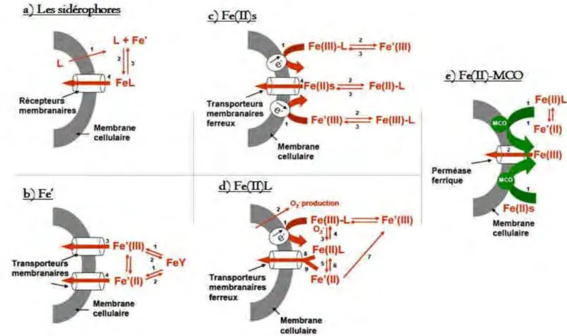 Figure II-14. Schéma du modèle d’acquisition du fer via a) les sidérophores, b) le modèle « Fe’ », c) le modèle  Fe(II)s,  d)  le  modèle  Fe(II)L  et  e)  le  modèle  Fe(II)-MCO