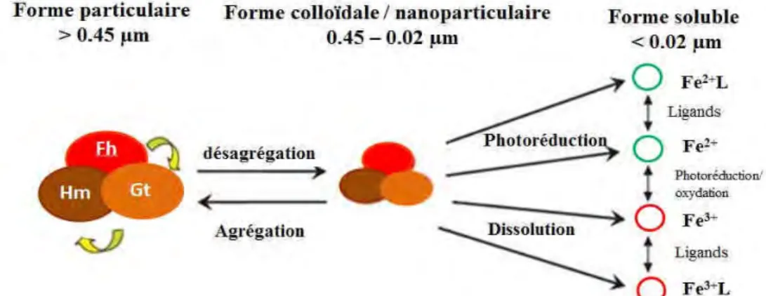 Figure II-16. Interactions et transformations entre le fer soluble, colloïdal et particulaire (oxyhydroxydes)  dans les eaux de surface