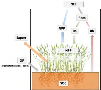 Figure 1.4‐ Main carbon cycle components at the crop field scale. 