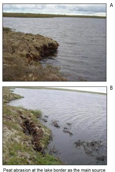 Figure 3. Photos of the pet abrasion at the thermokarst lake border in discontinuous permafrost  zone (Nojabrsk region, 2010)