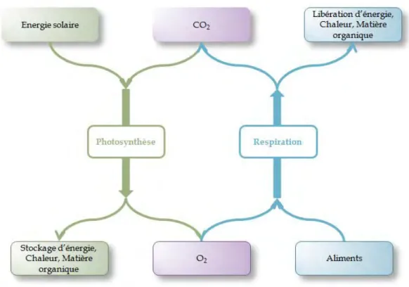 Figure 0-3 : Représentation schématique de la photosynthèse et de la respiration. 