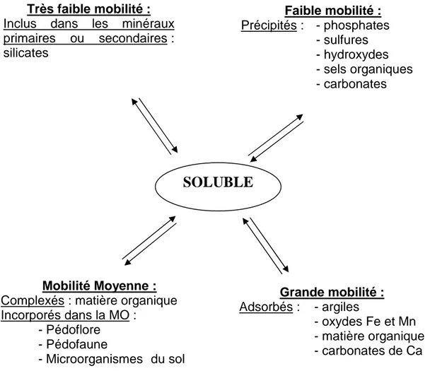 Figure 7 : Phases porteuses d’ETM dans le sol et mobilité associée (d’après Baize, 1997)