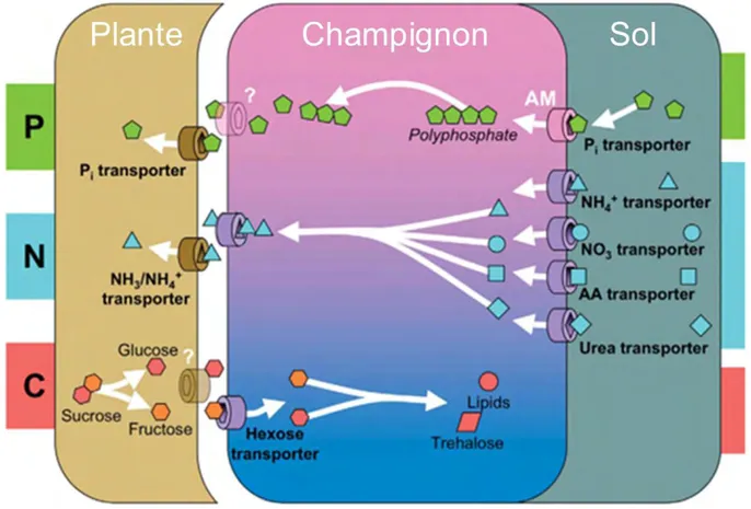 Figure 3 : Schéma résumant les principaux échanges, ainsi que les transporteurs les 