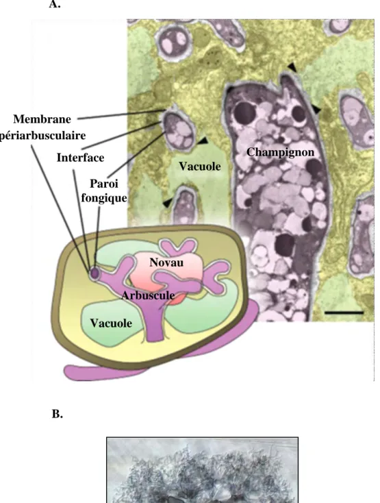 Figure 9 : A. Organisation d’une cellule corticale de plante abritant un arbuscule de 