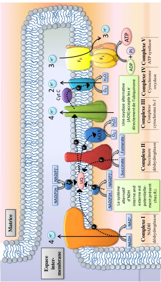 Figure 10 : Représentation schématique de la proposition de l’organisation schématique de 