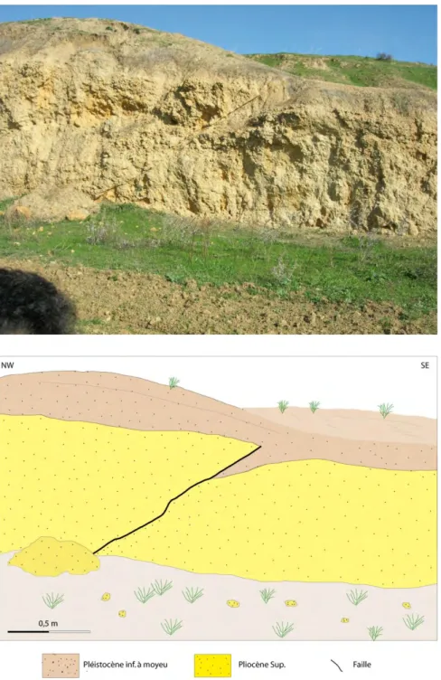 Figure 38: Faille Pliocène inverse au niveau d’El Fejja (Ouest de l’anticlinal d’Utique)