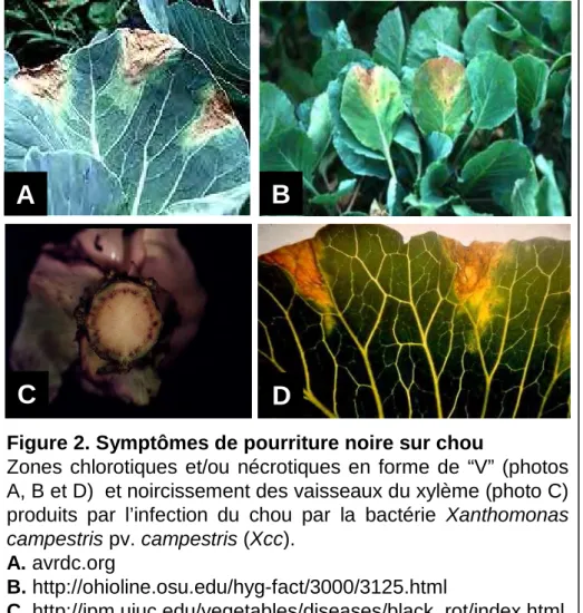 Figure 2. Symptômes de pourriture noire sur chou