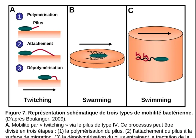 Figure 7. Représentation schématique de trois types de mobilité bactérienne.
