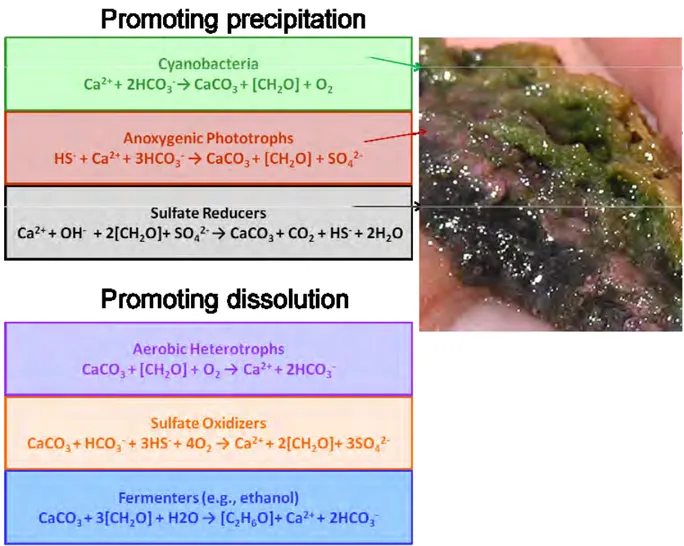 Fig. 1. Metabolic-geochemical reactions in a microbial mat leading to carbonate  precipitation and dissolution (modified from Dupraz et al., 2009)