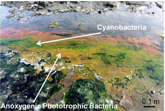 Fig. I. 3. APB and cyanobacteria in the hot spring (40-60°C), Kamchatka, Russia. 
