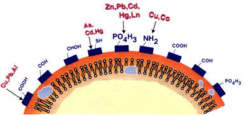 Fig. II. 8. Interaction between aqueous metal cations and surface functional groups  of bacterial cell wall