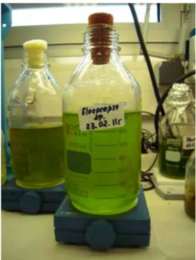 Fig. II. 10. Closed batch kinetic reactor used in the kinetic experiment with  cyanobacteria Gloeocapsa sp