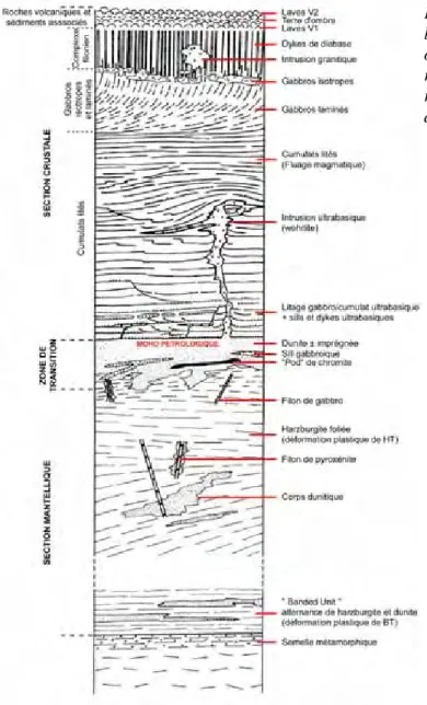Figure 4 : Log synthétique de l’ophiolite d’Oman. Les orientations structurales sont respectées mais pas l’épaisseur relative des unités (modifié d’après Nicolas, 1989)