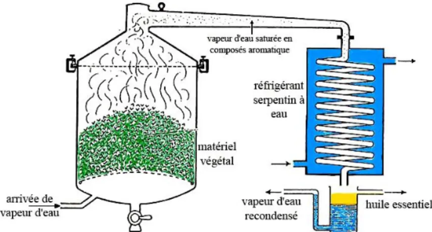 Figure 6 : montage d‟entraînement à la vapeur d‟eau 