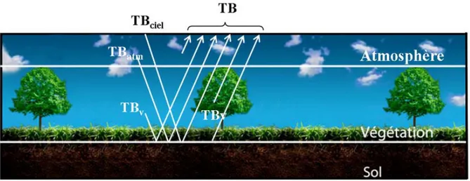 Figure 2.12  Les diérentes contributions à la température de brillance. spéculaire du sol et T E