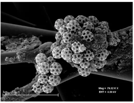 Fig. 2.4: Particules primaires biog´ eniques (pollen) observ´ ees au microscope ´ electronique.