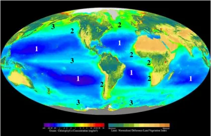 Figure  I.1 :  Carte  de  la  concentration  globale    en    chlorophylle ;  1 :  déserts  océaniques  (gyres  subtropicaux) ; 2 : zones productives (upwelling, plateaux…) ; 3 : zones HNLC (Pottier, 2006)