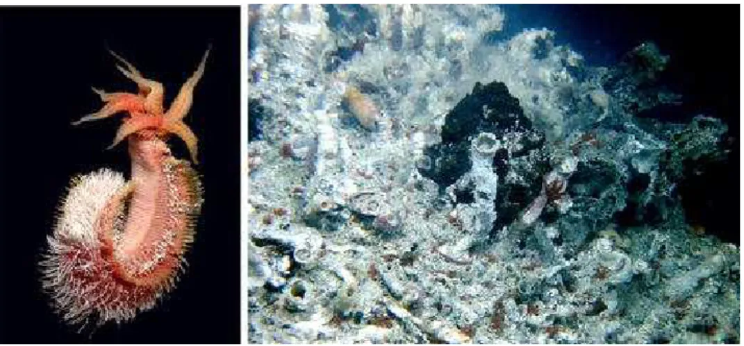 Figure  I.13 :  Alvinella  pompejana :  l’animal  en  dehors  de  son  tube    montrant  les  bactéries  filamenteuses blanches le recouvrant (à gauche ) ; à droite : tubes habités par le ver couvrant la paroi  d’une cheminée (Elsa, EPR 13°N) (Le Bris et  