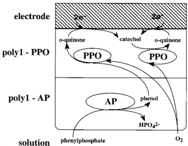 Figure  II.4 :  Schéma  de  la  réaction  enzymatique  pour  la  détection  ampérométrique  du  phényl  phosphate