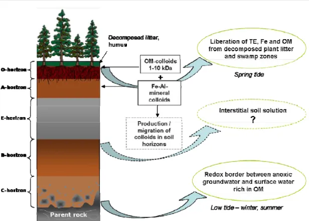 Fig. 1.3. Schematic representation of a typical podzol soil of the boreal forest. 