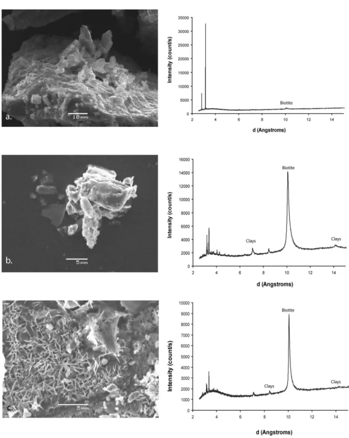 Figure  III-  4:  To  the  left,  SEM  morphology  of  the  secondary  alteration  phases  at  the  surface  of  basalt  (a),  granodiorite (b) and tonalite (c) grains