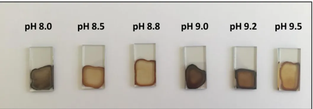 Figure II - 5: Mo thio oxo-thio films with different pH deposited on FTO substrate and dried at 110°C, 10 min in  Air