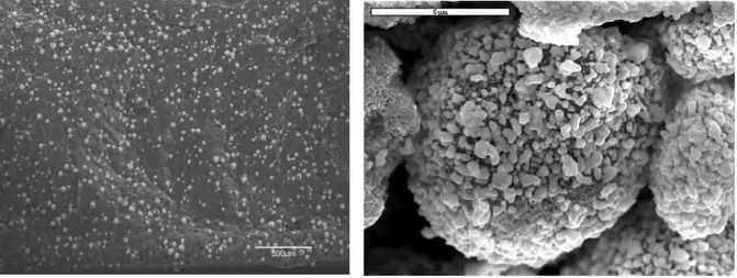 Figure 1.13 – Observation MEB d’un composite chargé de particules de polyamide (PA) argentées [ Agoudjil et al., 2007 ]