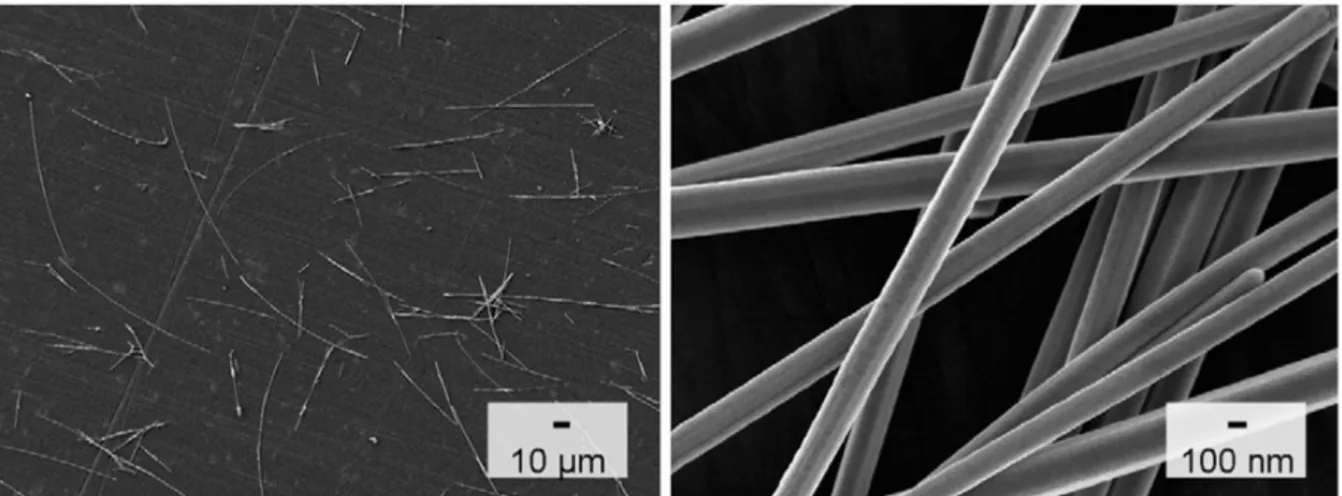 Figure 1.17 – Nanofils d’argent observés au MEB pour deux grossissements différents [ Cortes et al., 2014 ]