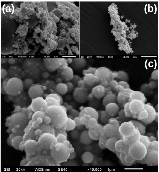 Figure III.16 : Morphologie des particules à la fin du traitement thermique de l’oxalate  d’étain sous hydrogène (3h à 408°C) ; (a) échantillon commercial (b et c) échantillon OxSn1 
