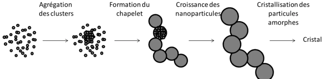 Figure 9 Représentation schématique de la formation des particules de phosphate de calcium amorphe  (inspiré de la référence [90]) 