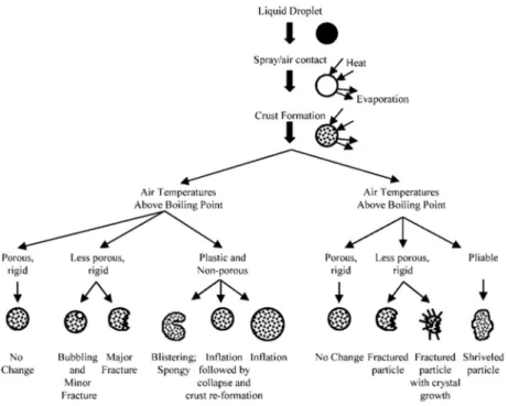 Figure 16 Représentations schématiques des différentes morphologies de particules pouvant être  obtenues par atomisation séchage [141] 