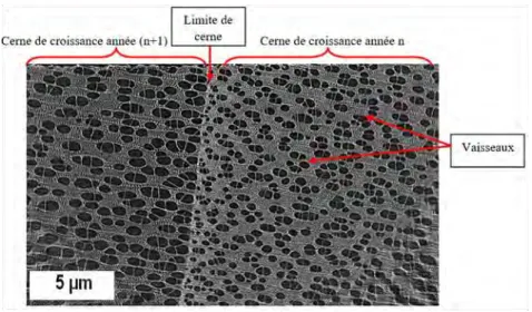 Figure 56 : Microstructure du bois de peuplier obtenue par  Micro-tomographie à rayons X « EasyTom 130» :  coupe transversale  