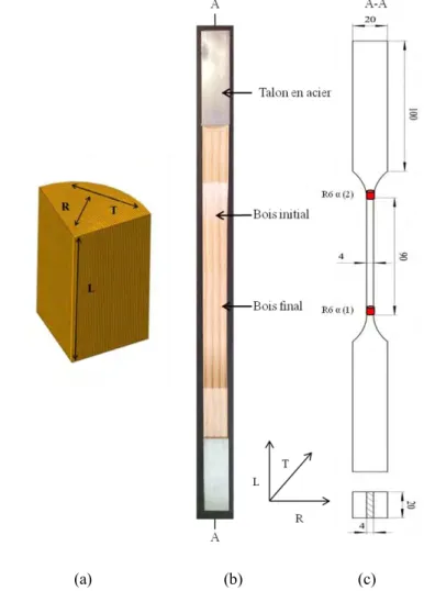 Figure 57 : Forme et dimensions des éprouvettes de traction (a) les trois directions du bois (L-R-T), (b) la  configuration d’éprouvette de traction en bois de Douglas, vue plan (LR), (c) les dimensions d’une éprouvette en 