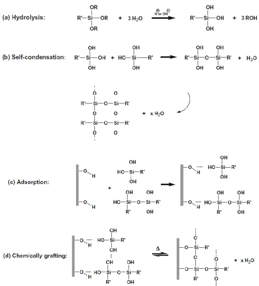 Figure 12 : Greffage du silane sur la fibre naturelle par hydrolyse [55] 
